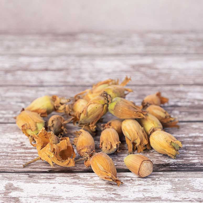 Golden Cobnuts
