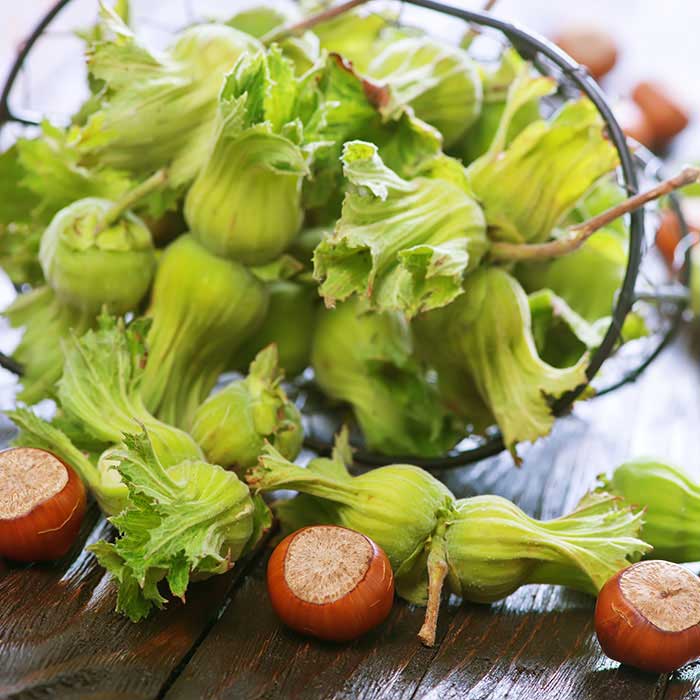 Green Cobnuts